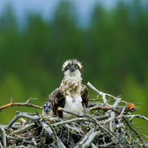 Osprey Pandion haliaetus female with chick in nest Finland July