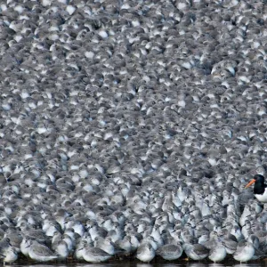 Oystercatcher Haematopus ostralegus among roosting Knot Caldris canutus Snettisham