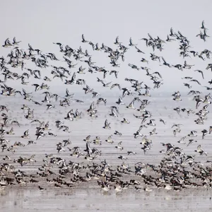 Oystercatchers Haematopus ostralegus flock on mudflats of The Wash off Snettisham