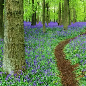 Path through Bluebell Wood in Chilterns, Bucks, UK, April