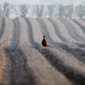 Pheasant male on recently ploughed field late winter Holt Norfolk