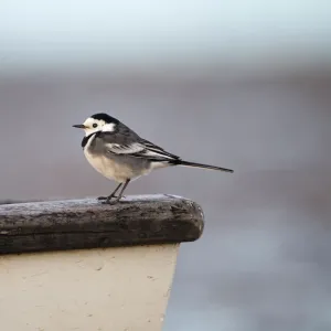 Pied Wagtail Motacilla alba male in winter plumage Norfolk December