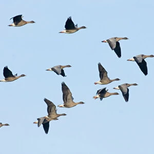 Geese Collection: Pink Footed Goose
