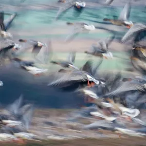 Pink-footed Geese Anser brachyrhynchus North Norfolk winter