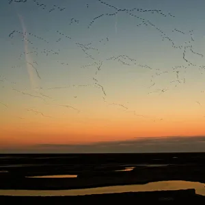 Pink Footed Goose