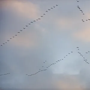 Pink-footed Geese Anser brachyrynchus leaving roost on the Wash at Snettisham Norfolk