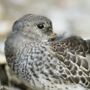 Purple Sandpiper Calidris maritima juvenile September North Norfolk