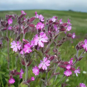 Red Campion Silene dioica Yell Shetland Scotland