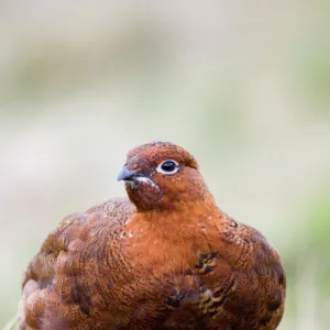 Red Grouse Lagopus lagopus Swaledale Yorkshire winter