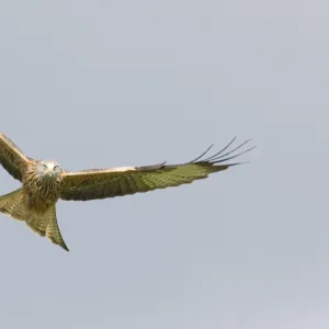 Red Kite Milvus milvus Mid Wales winter