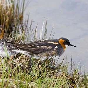 Sandpipers Collection: Red Necked Phalarope