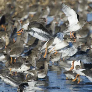 Redshank Tringa totanus leaving roost at Snettisham RSPB Reserve The Wash North Norfolk