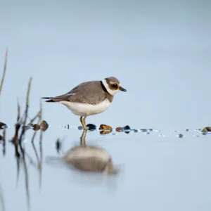 Ringed Plover Charadrius hiaticula juvenile September Salthouse North Norfolk