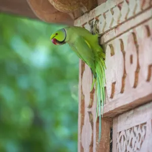 Rose-ringed Parakeet Psittacula krameri Bhratpur India