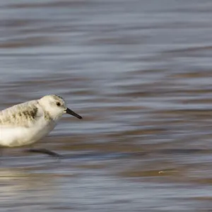 Sanderling running along shore Norfolk winter