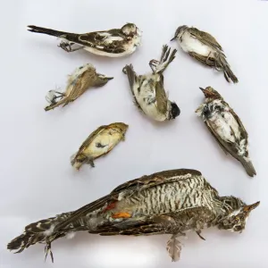 Seized dead birds from raid on illegal trapping operation by the Game Fund in Republic