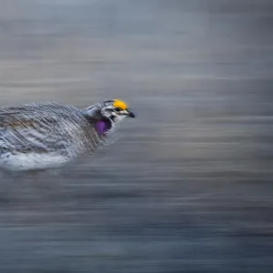 Sharp-tailed Grouse Tympanuchus phasianellus displaying on lek at dawn in the Sandhills