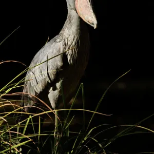 Shoebill Balaniceps rex Kenya East Africa