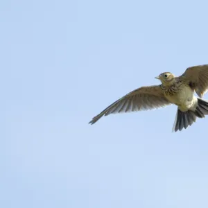 Skylark Alauda arvensis in song flight Norfolk April