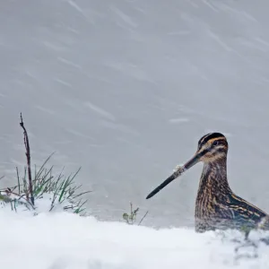 Snipe Gallinago gallinago in blizzard Cley November