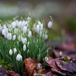 Snowdrops in woodland at Great Walsingham Norfolk February