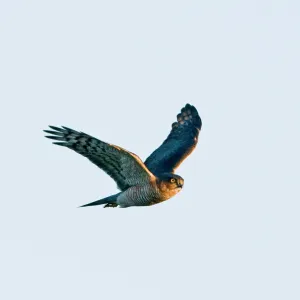 Sparrowhawk Accipiter nisus male Norfolk winter