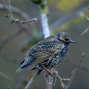 Starling Sturnus vulgaris Kent winter