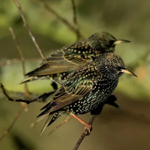 Starlings Sturnus vulgaris in garden Kent winter