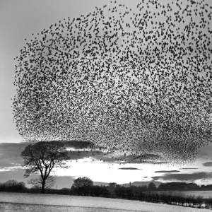 Starlings Sturnus vulgarus arriving at night time roost near Gretna Scotland December