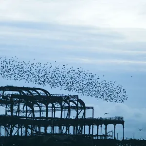 Starlings Sturnus vulgarus arriving to roost on West Pier Brighton Sussex December