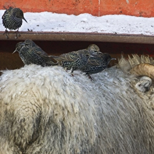 Starlings Sturnus vulgarus feeding around livestock Dumfries Scotland