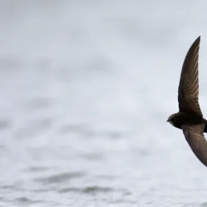 Swifts Framed Print Collection: Common Swift