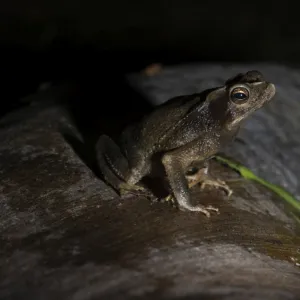 Toad sp Tambopata Peru