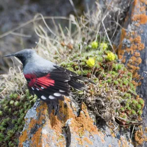 Wallcreeper Tichodroma muraria male in breeding plumage Great Caucasus Georgia April