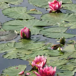 Water Lillies on garden pond Norfolk UK summer