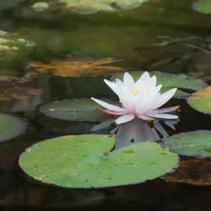 Water Lily on ornamental pond Cornwall