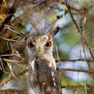 Owls Photographic Print Collection: African Scops Owl