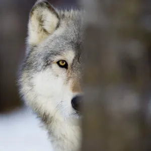 Wolf Canus lupus Minnesota N America January (C)