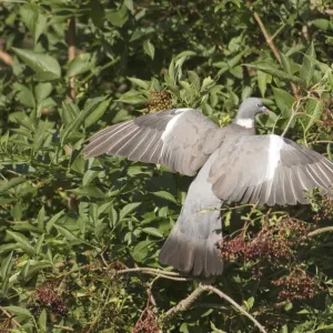 Wood Pigeon Columba palumbus feeding on Elder berries Norfolk September