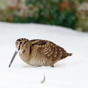 Woodcock Scolopax rusticola in snow Norfolk January