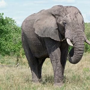 African Elephant (Loxodonta africana) adult, feeding, Okavango Delta, Botswana
