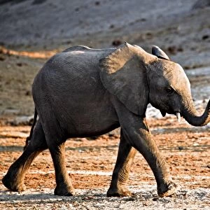 African Elephant (Loxodonta africana) calf, walking with trunk raised, Chobe N. P. Botswana, July
