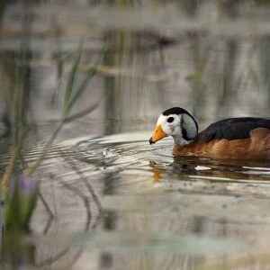 Geese Collection: African Pygmy Goose
