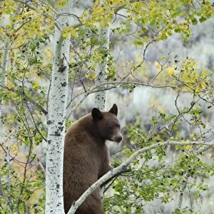 American Black Bear (Ursus americanus) cinnamon form, adult, climbing tree to feed on berries, Grand Teton N. P