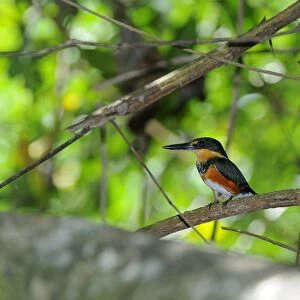 American Pygmy Kingfisher (Chloroceryle aenea) adult, perched on branch in undergrowth, Trinidad, Trinidad and Tobago