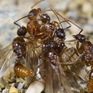 Ant (Myrmica ruginodis) winged adult males, several attempting to mate with single queen, Powys, Wales, August