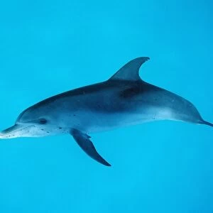 Atlantic spotted dolphin, Stenella frontalis, Atlantic Ocean, FL, Florida, USA