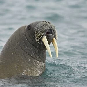 Atlantic Walrus (Odobenus rosmarus rosmarus) adult male, close-up of head, swimming at sea, Spitsbergen, Svalbard