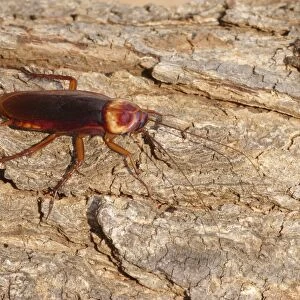 Australian Cockroach (Periplaneta australasiae) adult, basking on bark in early morning sunshine, Western Australia