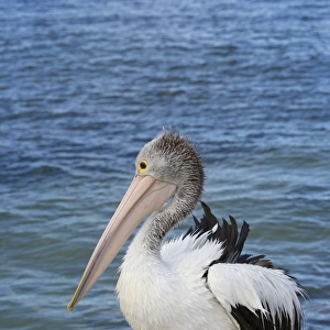 Australian Pelican (Pelecanus conspicillatus) adult, non-breeding plumage, standing on rock at edge of water